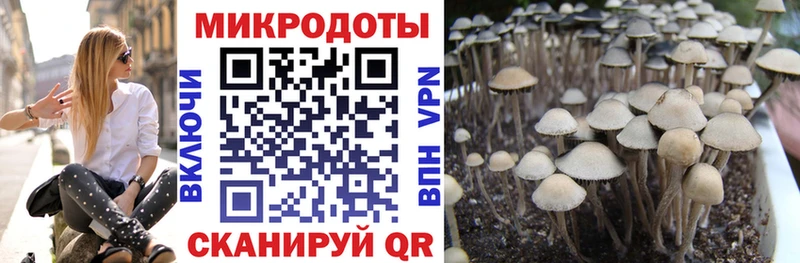 даркнет какой сайт  Павловск  Галлюциногенные грибы Magic Shrooms 